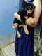 Rottweiler Puppies for sale in Thrissur, Kerala, India. price: 20000 INR