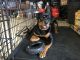 Rottweiler Puppies for sale in Scranton, PA, USA. price: NA