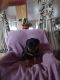 Rottweiler Puppies for sale in Woodburn, IN 46797, USA. price: $1,600