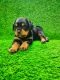 Rottweiler Puppies for sale in New Delhi, Delhi, India. price: 25000 INR