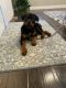 Rottweiler Puppies for sale in Parker, CO 80134, USA. price: NA