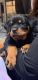 Rottweiler Puppies for sale in Fresno, CA, USA. price: $2,000