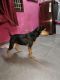 Rottweiler Puppies for sale in 560095, 7th Block, Koramangala, Bengaluru, Karnataka 560030, India. price: 560095 INR