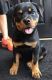 Rottweiler Puppies for sale in Caney, KS 67333, USA. price: $2,000