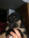 Rottweiler Puppies for sale in Cincinnati, OH, USA. price: $500