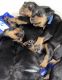 Rottweiler Puppies for sale in 1736 Albion St, Los Angeles, CA 90031, USA. price: $1,000