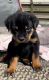 Rottweiler Puppies for sale in Coimbatore, Tamil Nadu, India. price: 12 INR