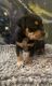 Rottweiler Puppies for sale in Richmond, VA, USA. price: $300