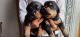 Rottweiler Puppies for sale in JJ Colony Wazirpur, Ashok Vihar, Delhi, India. price: 14 INR