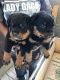 Rottweiler Puppies for sale in Lynwood, CA, USA. price: NA
