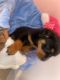 Rottweiler Puppies for sale in San Bernardino, CA 92405, USA. price: $1,000