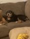 Rottweiler Puppies for sale in Henderson, NV, USA. price: $500