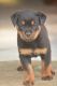 Rottweiler Puppies for sale in Balaghat, Madhya Pradesh, India. price: 20000 INR
