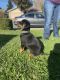 Rottweiler Puppies for sale in Fairfield, CA, USA. price: NA