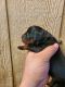 Rottweiler Puppies for sale in Bloomington, CA 92316, USA. price: NA