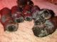 Rottweiler Puppies for sale in Bloomington, CA 92316, USA. price: NA