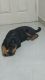 Rottweiler Puppies for sale in BTM 4th Stage, Chandrareddy Layout, Bommanahalli, Bengaluru, Karnataka 560076, India. price: 20000 INR