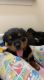 Rottweiler Puppies for sale in Griswold, CT, USA. price: NA