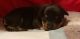 Rottweiler Puppies for sale in Salem, VA 24153, USA. price: $1,500