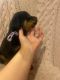 Rottweiler Puppies for sale in London, OH 43140, USA. price: NA