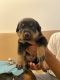 Rottweiler Puppies for sale in Irvine, CA, USA. price: $2,000