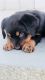 Rottweiler Puppies for sale in 1736 Albion St, Los Angeles, CA 90031, USA. price: $1,000