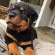 Rottweiler Puppies for sale in San Francisco, CA, USA. price: $850