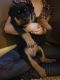 Rottweiler Puppies for sale in Bonfield, IL 60913, USA. price: NA