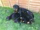 Rottweiler Puppies for sale in Palm Harbor, FL 34683, USA. price: NA
