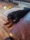 Rottweiler Puppies for sale in Fort Payne, AL, USA. price: $2,500
