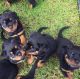 Rottweiler Puppies for sale in Manchester, UK. price: 600 GBP