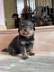 Rottweiler Puppies for sale in Thoothukudi, Tamil Nadu, India. price: 18000 INR