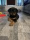 Rottweiler Puppies for sale in Lancaster, CA 93535, USA. price: $2,500