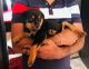 Rottweiler Puppies for sale in Chinar Park, Rajarhat, Kolkata, West Bengal, India. price: 13000 INR
