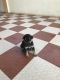 Rottweiler Puppies for sale in Hassan, Karnataka, India. price: NA
