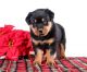 Rottweiler Puppies for sale in Miami, FL, USA. price: $750