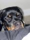 Rottweiler Puppies for sale in Louisville, KY, USA. price: NA