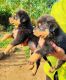 Rottweiler Puppies for sale in Satara, Maharashtra, India. price: 30000 INR