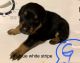 Rottweiler Puppies for sale in Palestine, TX 75801, USA. price: $600