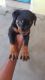 Rottweiler Puppies for sale in Malur, Karnataka, India. price: 8000 INR
