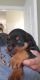 Rottweiler Puppies for sale in Gulfport, MS, USA. price: $600
