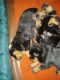 Rottweiler Puppies for sale in 413 Laurel Ave, Hayward, CA 94541, USA. price: NA