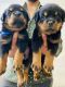 Rottweiler Puppies for sale in Nashik, Maharashtra, India. price: 30000 INR