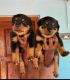Rottweiler Puppies for sale in Kochi, Kerala, India. price: 35000 INR