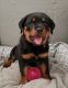 Rottweiler Puppies for sale in Niles, IL, USA. price: $1,800