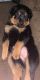 Rottweiler Puppies for sale in Spring Mills, PA 16875, USA. price: $1