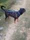 Rottweiler Puppies for sale in Ghaziabad, Uttar Pradesh, India. price: 12000 INR