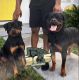 Rottweiler Puppies for sale in Miami, FL, USA. price: $2,000