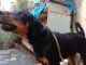 Rottweiler Puppies for sale in Kukatpally Housing Board Colony, Kukatpally, Hyderabad, Telangana, India. price: 10000 INR