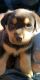 Rottweiler Puppies for sale in Las Vegas, NV, USA. price: $1,000